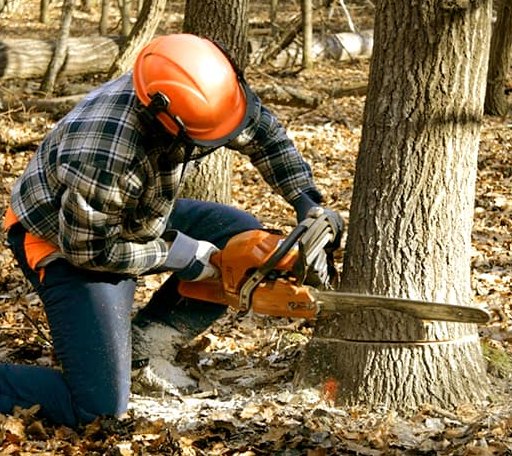 Tree Removal in Corn, OK